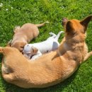 도담동물의료센터동물병원 이미지