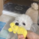 동물병원예지 | 저 흘러가는 시간 앞에서는 (1)