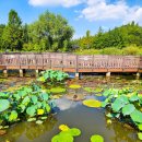 (주)푸른환경 | 서울가볼만한곳 8월 구로 항동푸른수목원(연꽃+목수국+철길)