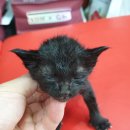 예송동물병원 이미지