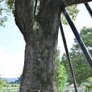 영풍 병산리 갈참나무 | 영풍 병산리 갈참나무