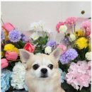 오늘도 예쁘개 이미지