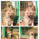 정우켄넬 이미지