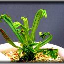 독불장군 이미지