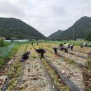 화산초등학교 이미지