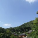 금잔듸