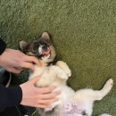 카페변호인 이미지
