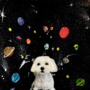 미코 그루밍 이미지