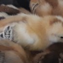 청계동물약국 이미지