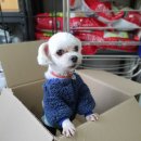 스타일 독-진교애견샵 이미지