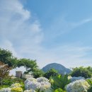 서귀포날씨/형형색색 수국수국 축제소식 이미지