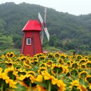 강주 해바라기 축제 이미지