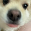 안성종로약국 | 3월 드가보자 애기들아💕