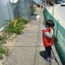 송월목장 | 2014년 5월 동해여행 - 양양 송월메밀국수, 대포항 소라엄마튀김, 강릉 장안횟집, 대관령 이촌쉼터...