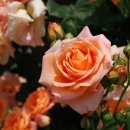 조선대학교 장미원 이미지