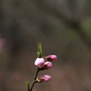 (4월19일) 갈기월영 Episode Ⅱ :: 복사꽃 필 무렵 이미지