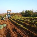 황진농장 이미지