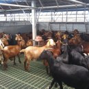 초평농장 이미지