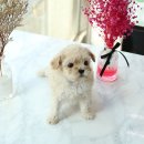 꼬꼬마 강아지 이미지