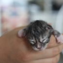 러블리메인쿤 이미지