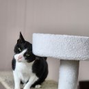 캣토리아 이미지