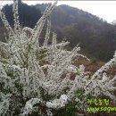 설유화