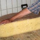 치즈(cheese) 이미지