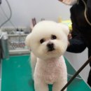 프로애견 이미지