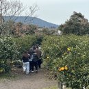 만다린감귤체험농원