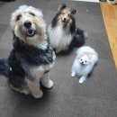 마이펫종합동물병원 이미지