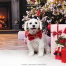 강이네펫샵 이미지