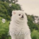 산들바람유치원 | 달링 포레스트 부산 애견 유치원에 비눗방울이 불다.