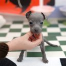 울산 강아지분양 미유펫 이미지