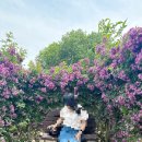 백년 농장 | 곡성 “세계 장미 축제”기차마을 근처 맛집“백년짬뽕“후기