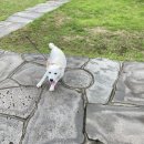 해변에서 시집을..마치 내기분 이효리...(동쪽: 빛의벙커,풀무질,세화해변,도도톳김밥,달펜션 후기)