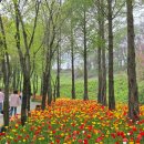 봄꽃송이 | 아산 피나클랜드 백만송이 튤립 후기 입장료 할인 꿀팁