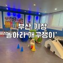 개구쟁이 애견 | 부산 기장 애견호텔 실내 애견 카페 놀아라 개구쟁이