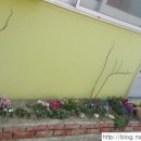 불로국수 이미지