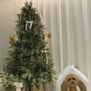 별이알이 댕댕샵 이미지