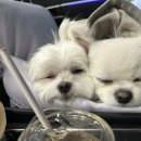 키다리동물병원 이미지