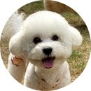 오니비니 이미지