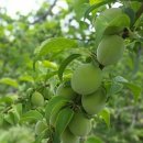 순창토종매실 이미지