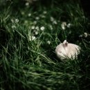 전남반려동물장례식장푸른솔 이미지