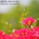 영산홍 이미지