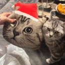 GoGo 당구장 | 2025년안니옹。。。