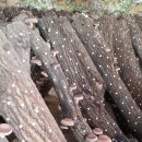 이정기농장 이미지