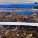 울진대게 | 죽변항 울진대게궁7호에서 신선한 회와 함께 즐긴 울진 대게 추천 후기