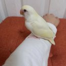 컴페니언 펫 이미지