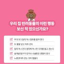 댕이냥이