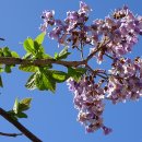 오동나무 꽃 이미지